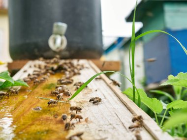 Arılar arıdaki bir içme kabından su içerler. Arılarla ilgilenin ve çalışın. Bal yapıyorum. Görüntü.