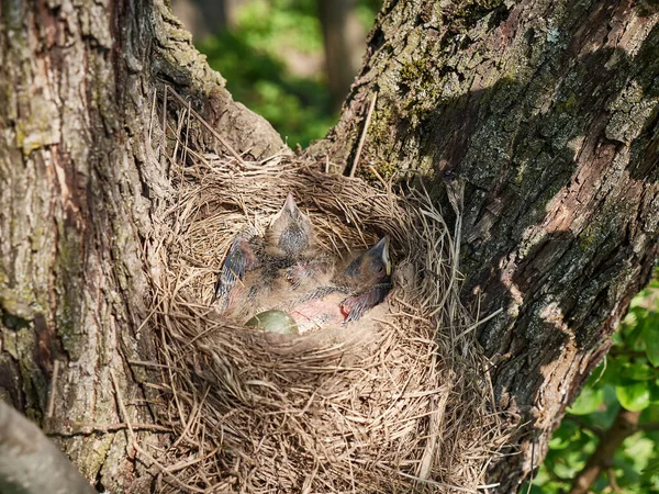 Nest Met Pasgeboren Merel Kuikens Natuurlijke Selectie Leven Van Merels — Stockfoto