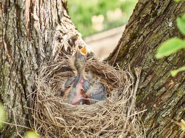 Pasgeboren Merel Kuikens Zitten Het Nest Open Hun Snavels Wijd — Stockfoto