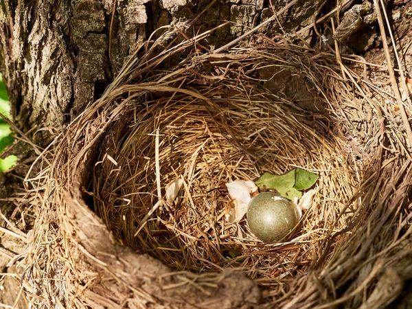 Een Lijsternest Met Eieren Wordt Achtergelaten Tussen Struiken Van Bomen — Stockfoto