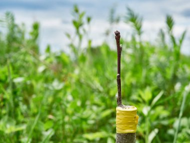 Meyve ağaçlarının çizimi. Bahçıvanlık ve ağaç bakımı.