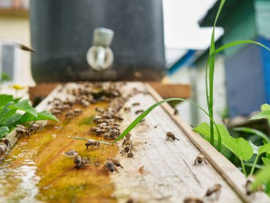 Arılar arıdaki bir içme kabından su içerler. Arılarla ilgilenin ve çalışın. Bal yapıyorum. Görüntü.