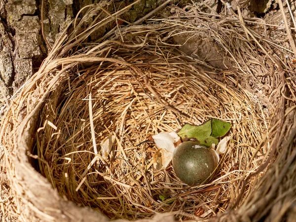 Thrush Nest Eggs Left Thickets Trees — Photo