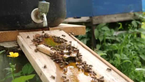 Bin Dricker Vatten Från Dricksskål Bikupa Skötsel Och Arbete Med — Stockvideo