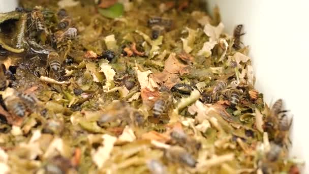 Μέλισσες Πίνουν Νερό Από Ένα Μπολ Πόσιμο Ένα Μελισσοκομείο Φροντίδα — Αρχείο Βίντεο
