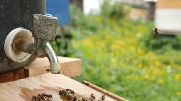 Bees Drink Water Drinking Bowl Apiary Care Work Bees Making — Stock Video