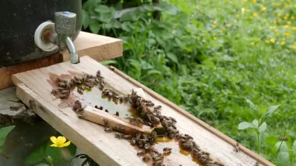 벌들은 양봉원에서 음료수 그릇에서 마신다 돌보고 다루는 만든다 추측하다 — 비디오
