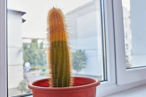 Ablakpárkányon Van Egy Félig Szárított Kaktusz Házisertések Betegsége — Stock Fotó