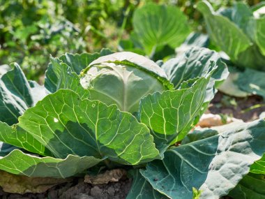 Bahçede yaprakları yayılan lahana olgunlaşıyor. Lahana yetiştirme.