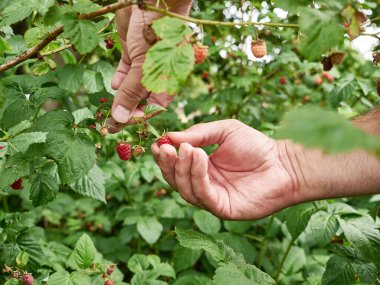Olgun ahududular toplanır. Ahududu yetiştiriyor.