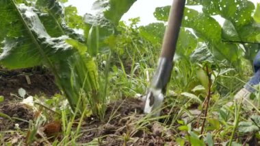 Horseradish roots are dug out of the ground with a shovel. Medicinal plants.