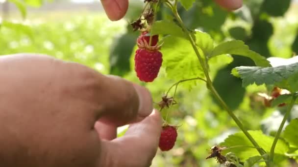 Ripe Raspberries Collected Growing Raspberries — Stockvideo