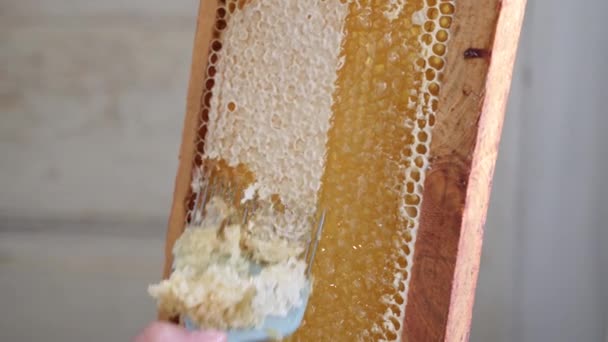 为了把蜂蜜从梳子里抽出来 蜡被切碎了 蜂蜜生产 — 图库视频影像