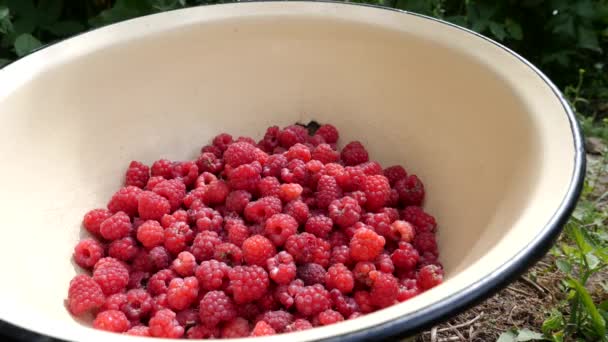 Raspberries Picked Berries Thrown Bowl Growing Raspberries — Vídeos de Stock