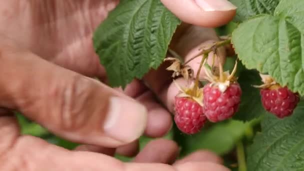 Ripe Raspberries Collected Growing Raspberries — Vídeos de Stock