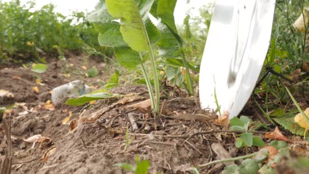 Les Racines Raifort Sont Extraites Sol Aide Une Pelle Plantes — Video