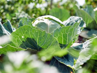 Bahçede yaprakları yayılan lahana olgunlaşıyor. Lahana yetiştirme.