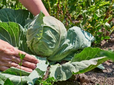 Bahçede yaprakları yayılan lahana olgunlaşıyor. Lahana yetiştirme.