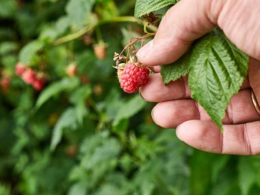 Olgun ahududular toplanır. Ahududu yetiştiriyor.