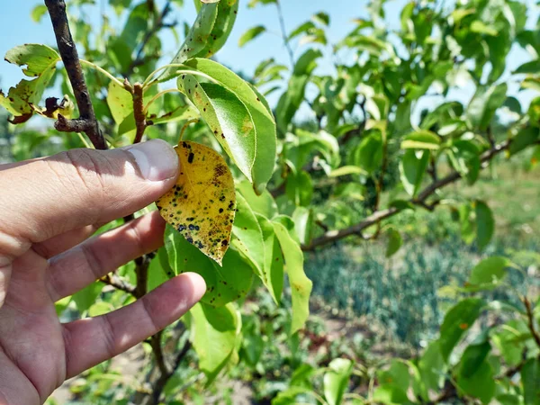 Farmer Examines Leaf Fruit Tree Damaged Pests Cultivation Fruit Trees — Zdjęcie stockowe