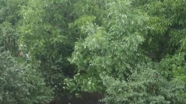 A strong wind bends and breaks trees. Bad weather