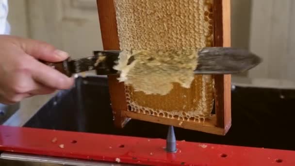 Pump Honey Comb Wax Cut Production Honey — Video Stock