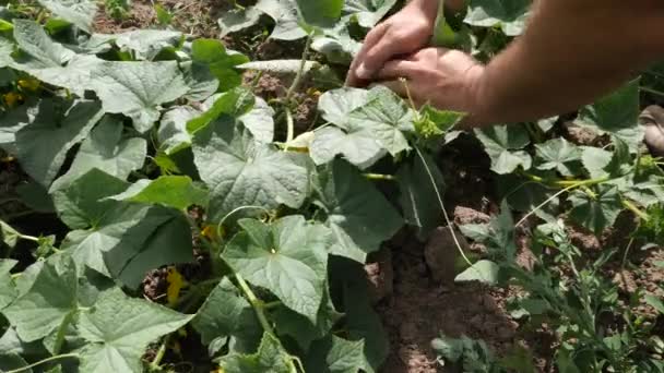 Ripe Cucumbers Collected Cultivation Cucumbers — Stock video