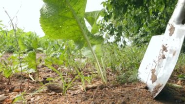 Horseradish roots are dug out of the ground with a shovel. Medicinal plants.