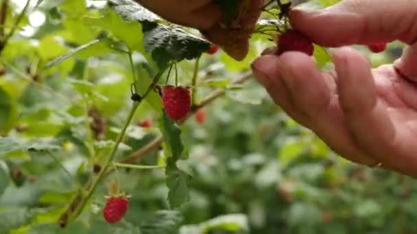 Ripe Raspberries Collected Growing Raspberries — Stockvideo