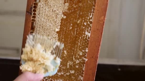 Honig Aus Der Wabe Pumpen Wird Das Wachs Mit Einer — Stockvideo
