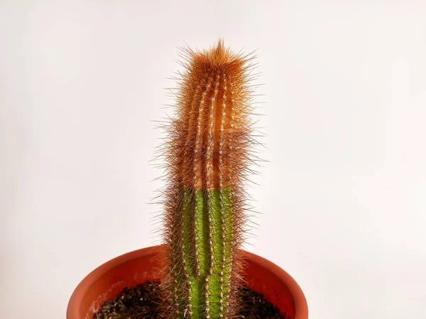 Félig Szárított Kaktusz Beltéri Növények Betegségei — Stock Fotó