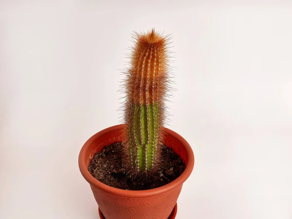 Semi Dried Cactus Diseases Indoor Plants — Stockfoto