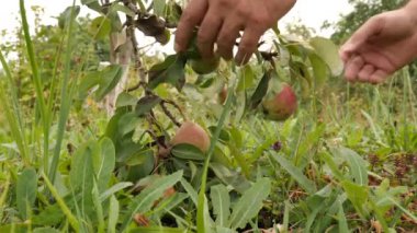 A man examines ripening pears. Growing pears. Pear harvest. Gardening. Garden care.