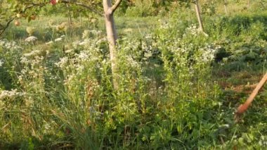 A man mows grass near a tree. Gardening. Garden care.
