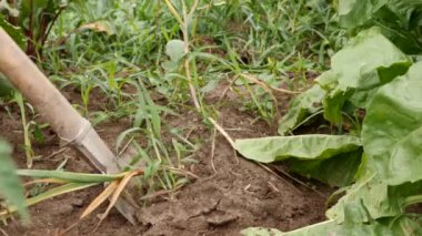 Garlic is dug out of the ground with a shovel. Growing garlic. Harvesting garlic.
