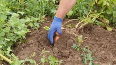 A man digs potatoes from the ground Growing potatoes. Harvesting potatoes.