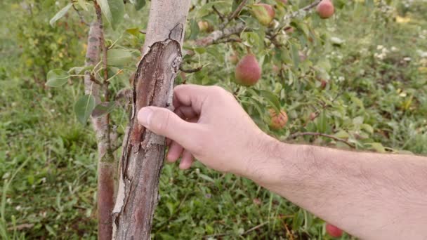 Man Examines Damaged Bark Pear Trunk Gardening Garden Care — Wideo stockowe