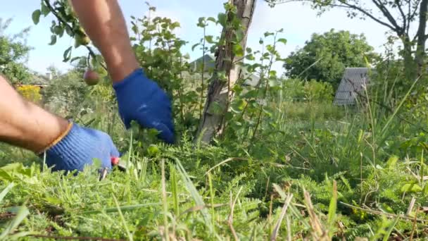 Man Uses Secateurs Cut Harmful Growth Trunk Tree Gardening Garden — Vídeos de Stock