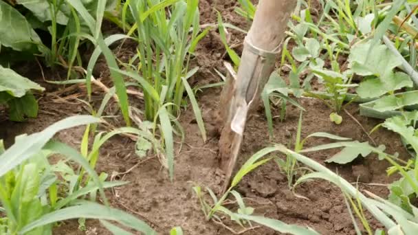 Garlic Dug Out Ground Shovel Growing Garlic Harvesting Garlic — Vídeo de Stock