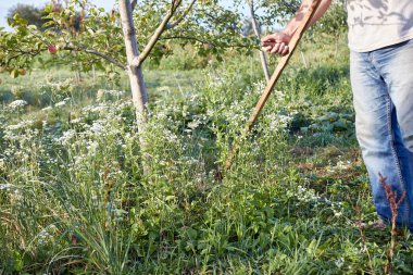 A man mows grass near a tree. Gardening. Garden care.