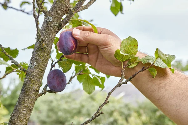 A man plucks ripe plums from a tree. Cultivation of plums. Plum harvest. Gardening. Garden care.