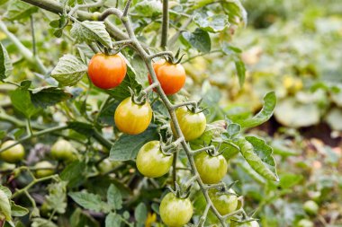 Ripening of cherry tomatoes. Gardening Growing tomatoes. Tomato harvest.
