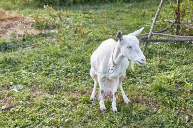 A rural dairy white goat grazes in a meadow.