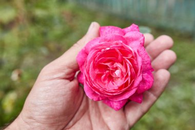 Bahçede kırmızı bir gül açtı..