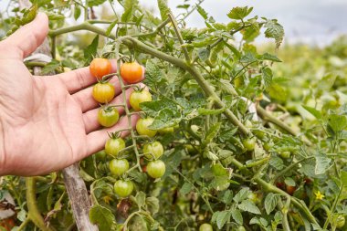 Ripening of cherry tomatoes. Gardening Growing tomatoes. Tomato harvest.