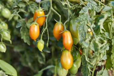 Ripening of tomatoes. Gardening Growing tomatoes. Tomato harvest.