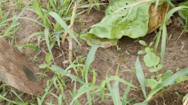 Garlic is dug out of the ground with a shovel. Growing garlic. Harvesting garlic.