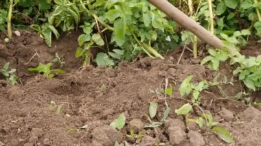 A man digs potatoes from the ground Growing potatoes. Harvesting potatoes.