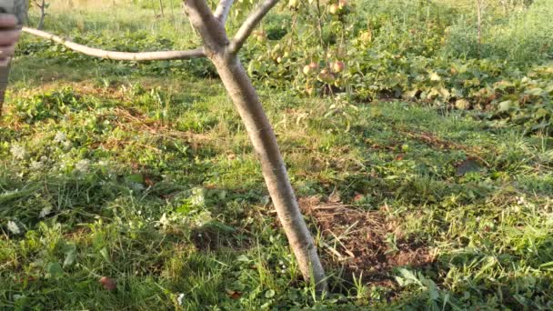 Supported Trunk Fruit Tree Gardening Caring Fruit Trees — Vídeos de Stock