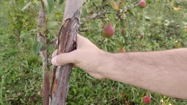Man Examines Damaged Bark Pear Trunk Gardening Garden Care — Wideo stockowe